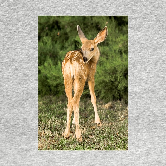 Fawn Of My Heart by nikongreg